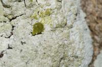 Diploicia canescens