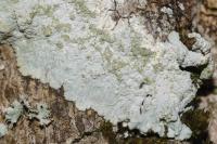 Diploicia canescens