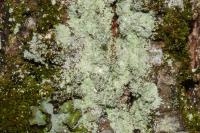Lepraria incana