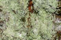 Lepraria incana