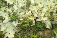 Phaeophyscia chloantha