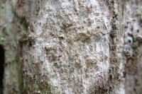 Dendrographa decolorans