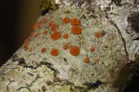 Blastenia ferruginea