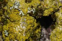 Candelariella vitellina