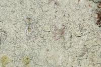 Ochrolechia turneri