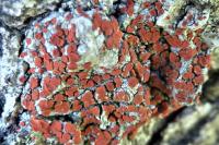 Blastenia ferruginea