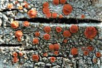 Blastenia ferruginea