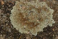 Protoparmeliopsis muralis