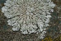 Physcia caesia