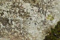Lecanora campestris