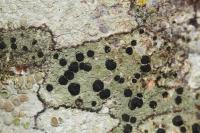 Lecidella elaeochroma