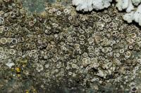 Polyozosia dispersa