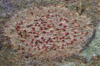 Coniocarpon cinnabarinum