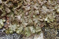 Xanthoparmelia loxodes