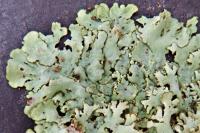 Xanthoparmelia stenophylla