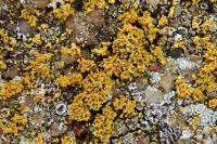 Polycauliona candelaria