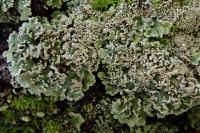 Physconia perisidiosa