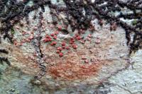 Coniocarpon cinnabarinum
