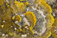 Variospora aurantia