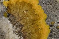 Variospora aurantia