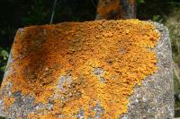 Xanthoria calcicola