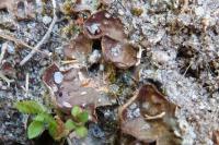 Peltigera didactyla