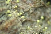 Chaenotheca brachypoda