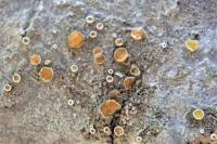 Caloplaca cerina