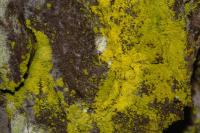Chrysothrix candelaris