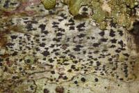 Arthonia radiata