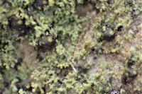 Agonimia flabelliformis