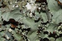 Parmotrema reticulatum