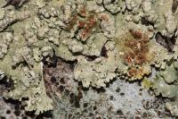 Flavoparmelia soredians