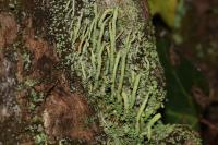 Cladonia coniocraea