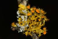 Teloschistes chrysophthalmos