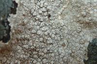 Ochrolechia parella