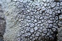 Ochrolechia parella