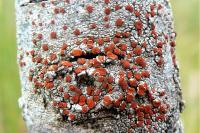 Blastenia ferruginea