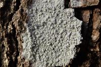 Lecanora albella