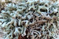 Hypogymnia tubulosa