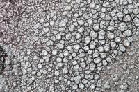 Ochrolechia parella