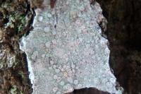 Lecanora albella