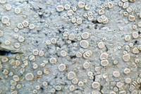 Lecanora albella