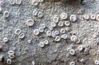 Lecanora albella