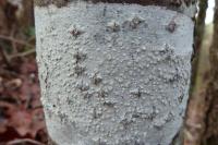 Lecanora albella