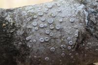 Lecanora albella