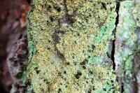 Chaenotheca ferruginea