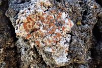 Blastenia ferruginea