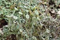 Cladonia fimbriata