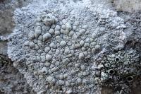 Glaucomaria rupicola